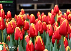 Tulipa Denmark ® (3)
